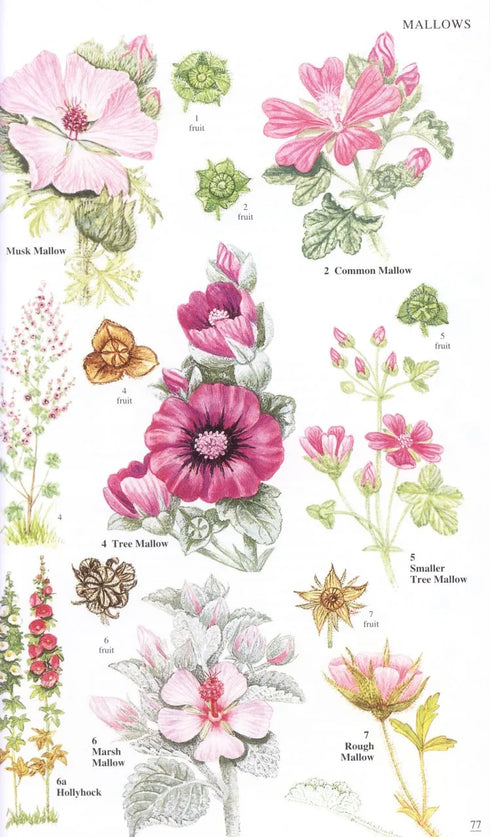 Wild Flowers of Britain and Ireland, 2nd Ed. - Blamey 2013
